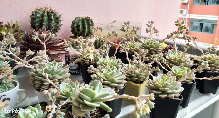 浅盆适合栽什么植物好（浅花盆10厘米适合种什么花）-图片2