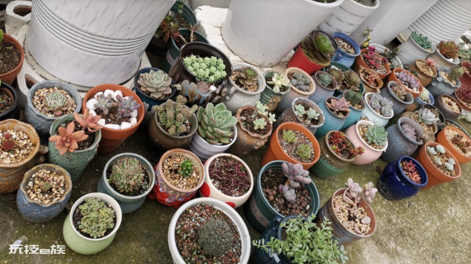浅盆适合栽什么植物好（浅花盆10厘米适合种什么花）-图片3