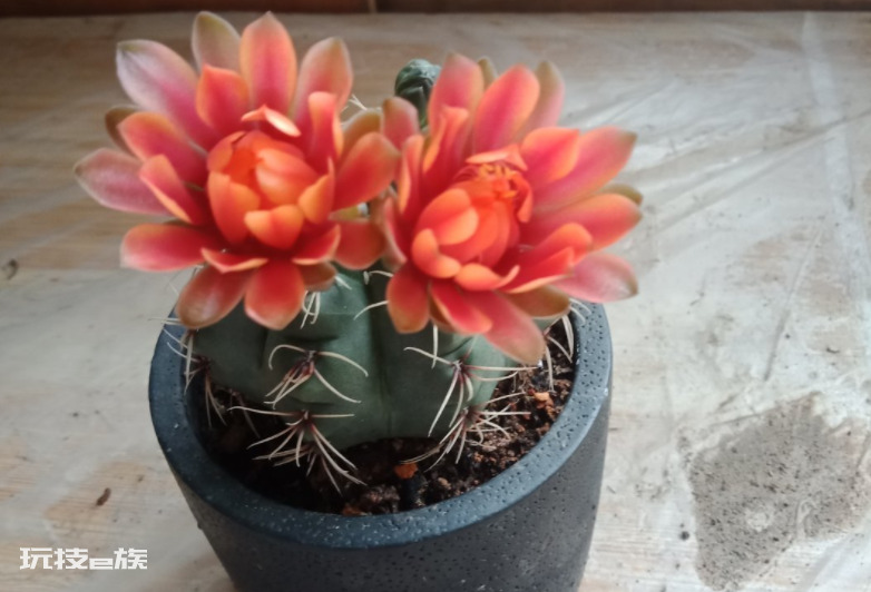 浅盆适合栽什么植物好（浅花盆10厘米适合种什么花）-图片5