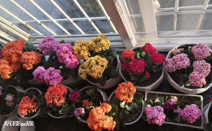 浅盆适合栽什么植物好（浅花盆10厘米适合种什么花）-图片6