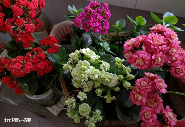 浅盆适合栽什么植物好（浅花盆10厘米适合种什么花）-图片7