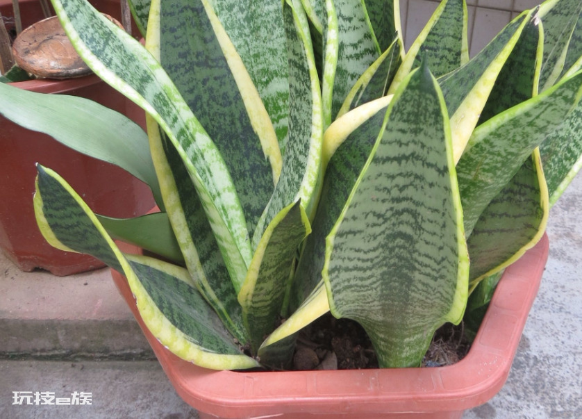 浅盆适合栽什么植物好（浅花盆10厘米适合种什么花）-图片8
