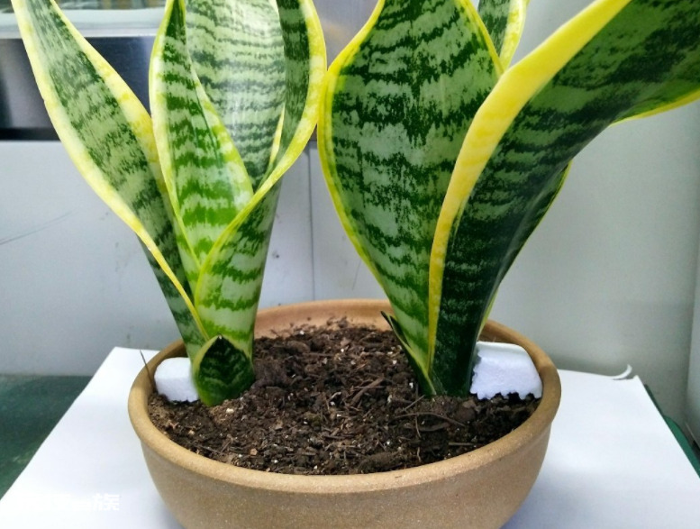 浅盆适合栽什么植物好（浅花盆10厘米适合种什么花）-图片9