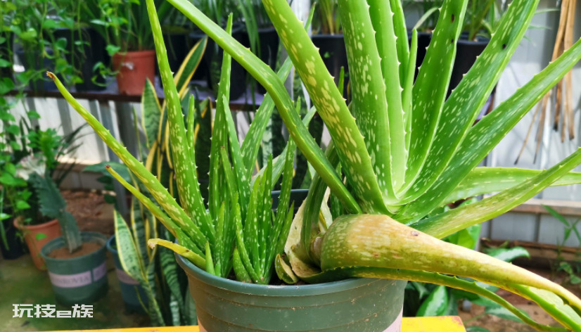 浅盆适合栽什么植物好（浅花盆10厘米适合种什么花）-图片10