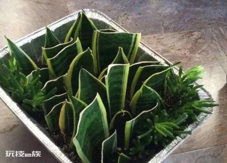 用叶繁殖的植物有哪些(举例说明1片叶子就能繁殖的植物)-图片1