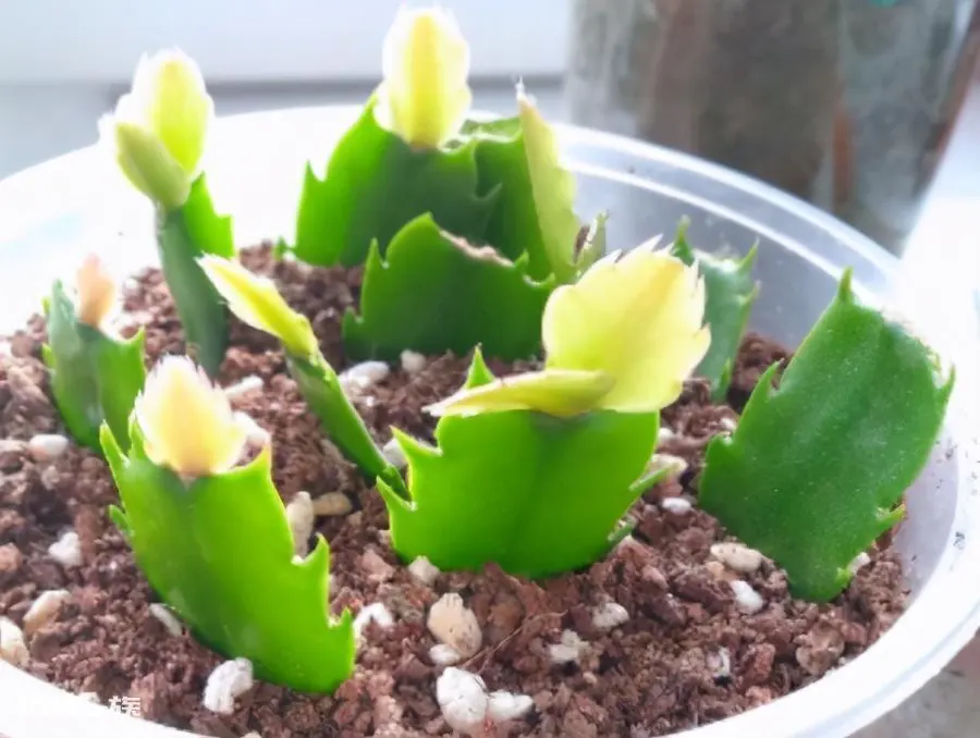 用叶繁殖的植物有哪些(举例说明1片叶子就能繁殖的植物)-图片6