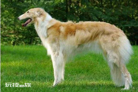 世界上最笨的狗排名(细数比较笨很难训狗狗品种)-图片6