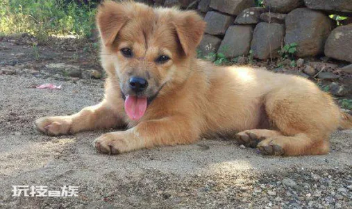 为什么土狗不能当宠物养(土狗不能像宠物犬那样养的原因)-图片2