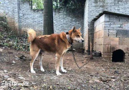 为什么土狗不能当宠物养(土狗不能像宠物犬那样养的原因)-图片3
