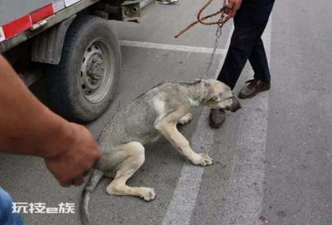 为什么土狗不能当宠物养(土狗不能像宠物犬那样养的原因)-图片4
