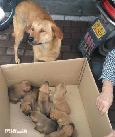为什么土狗不能当宠物养(土狗不能像宠物犬那样养的原因)-图片5