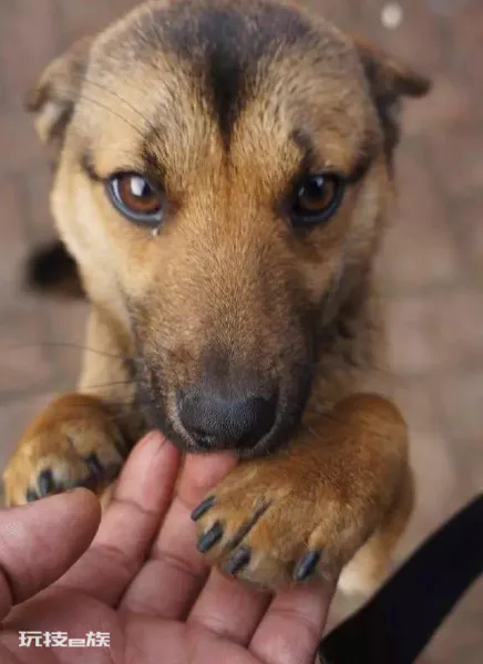 为什么土狗不能当宠物养(土狗不能像宠物犬那样养的原因)-图片6