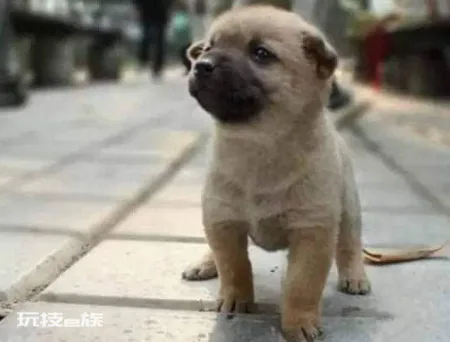 为什么土狗不能当宠物养(土狗不能像宠物犬那样养的原因)-图片7