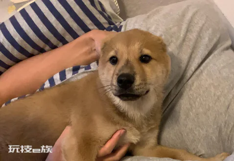 为什么土狗不能当宠物养(土狗不能像宠物犬那样养的原因)-图片8