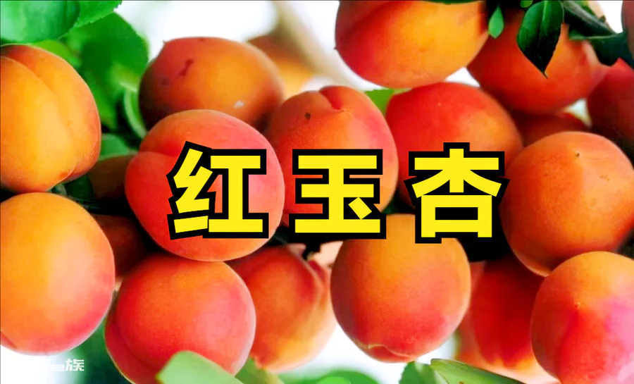 济南特产有哪些可带走(济南旅游有什么值得买的土特产)-图片2