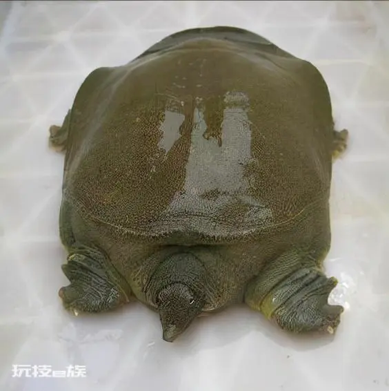济南特产有哪些可带走(济南旅游有什么值得买的土特产)-图片3