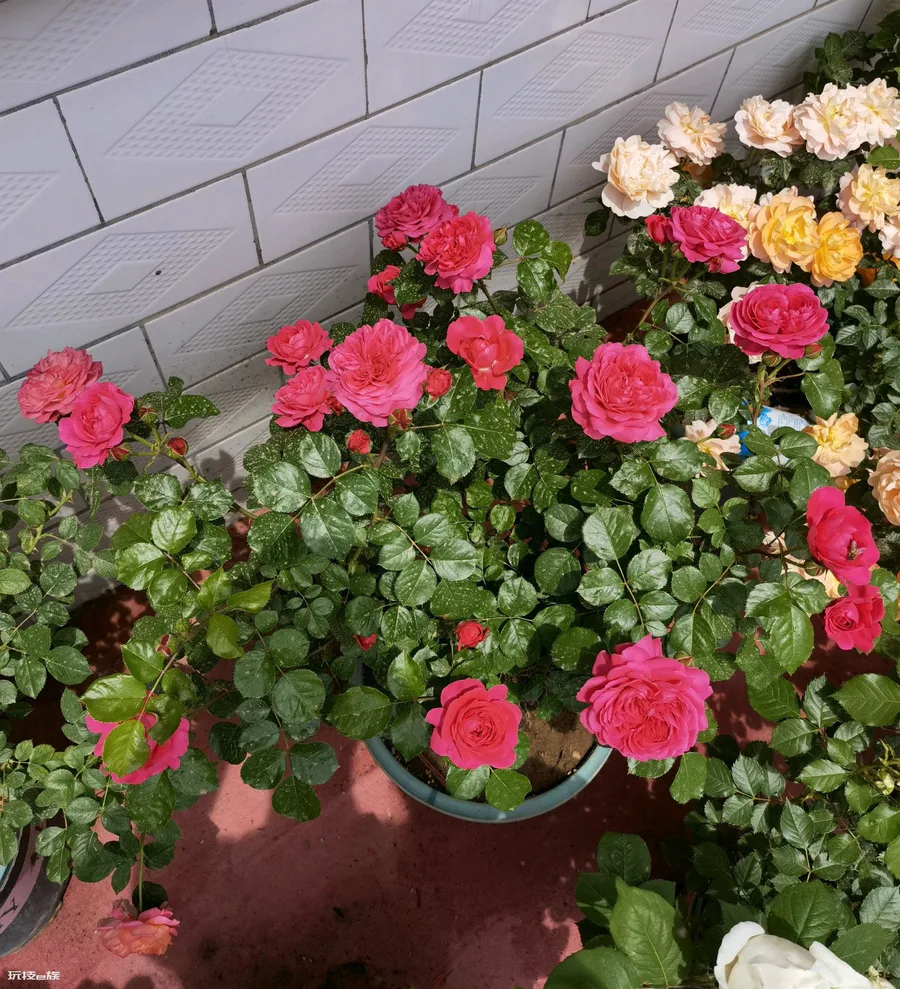 红色达芬奇月季优缺点(红色达芬奇丰花勤花值得拥有)-图片1
