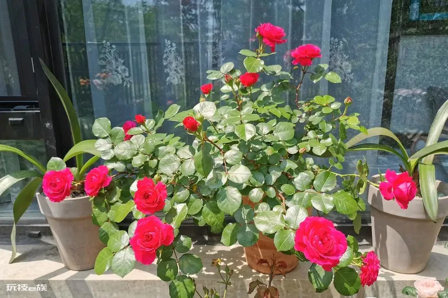 红色达芬奇月季优缺点(红色达芬奇丰花勤花值得拥有)-图片2