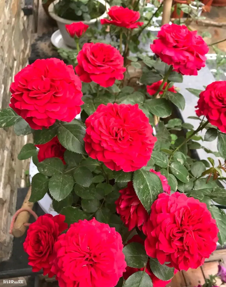 红色达芬奇月季优缺点(红色达芬奇丰花勤花值得拥有)-图片3