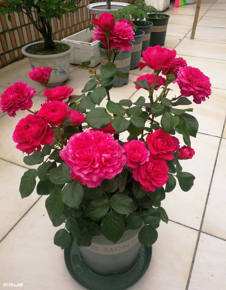 红色达芬奇月季优缺点(红色达芬奇丰花勤花值得拥有)-图片4