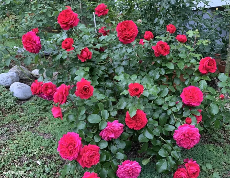 红色达芬奇月季优缺点(红色达芬奇丰花勤花值得拥有)-图片5