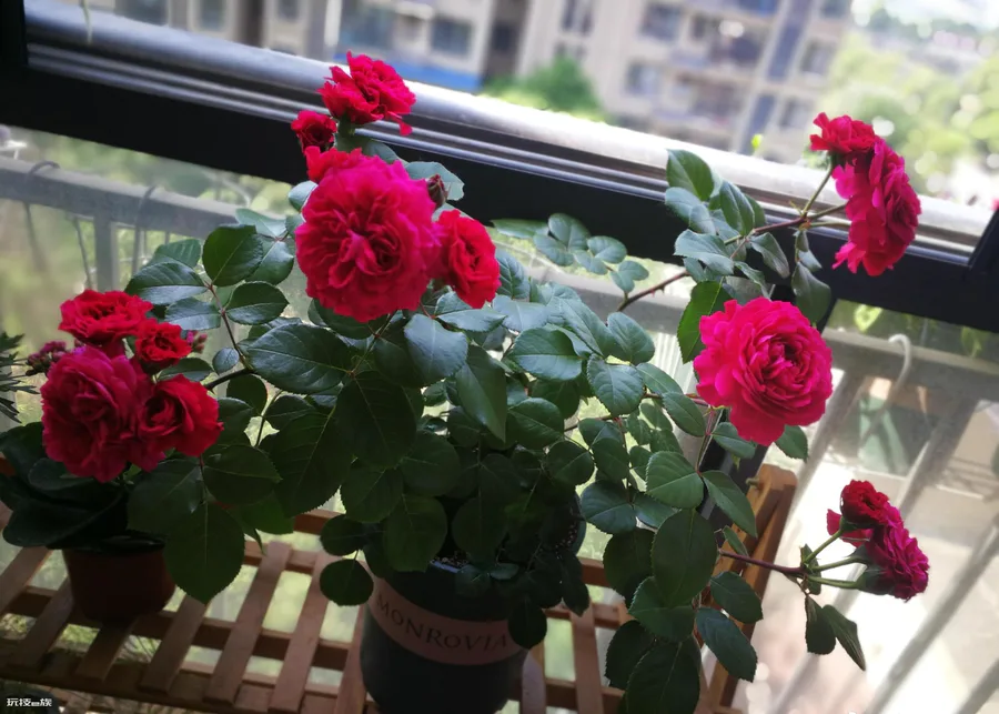 红色达芬奇月季优缺点(红色达芬奇丰花勤花值得拥有)-图片6