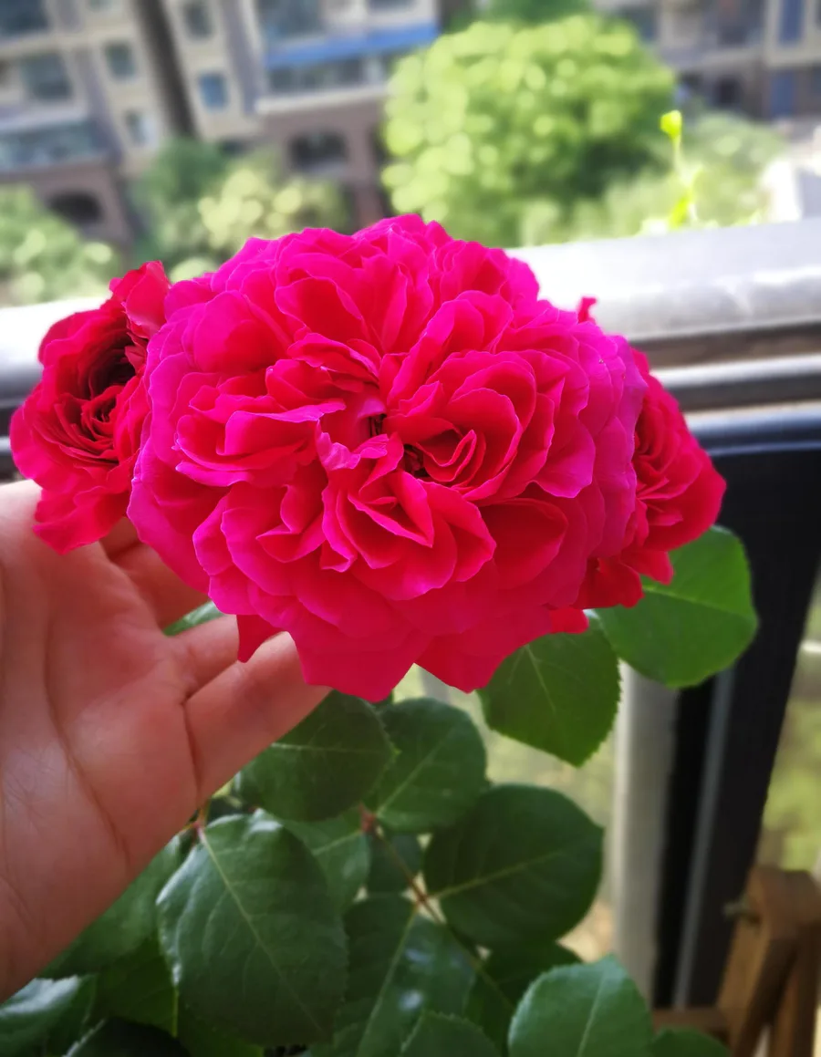 红色达芬奇月季优缺点(红色达芬奇丰花勤花值得拥有)-图片7