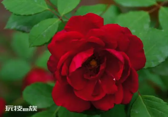 红蔷薇花语大全(9种颜色蔷薇花分别代表什么花语意思)-图片1
