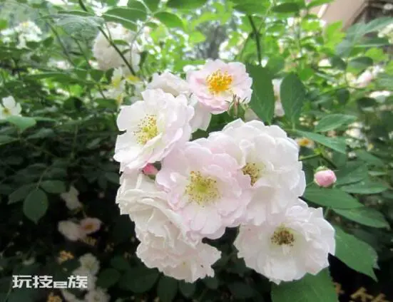 红蔷薇花语大全(9种颜色蔷薇花分别代表什么花语意思)-图片3