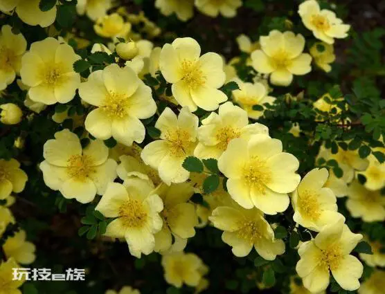 红蔷薇花语大全(9种颜色蔷薇花分别代表什么花语意思)-图片4