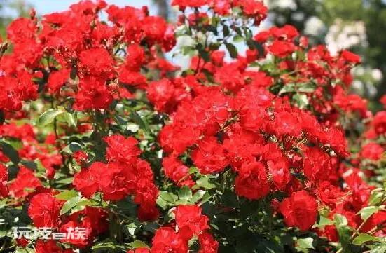 红蔷薇花语大全(9种颜色蔷薇花分别代表什么花语意思)-图片5