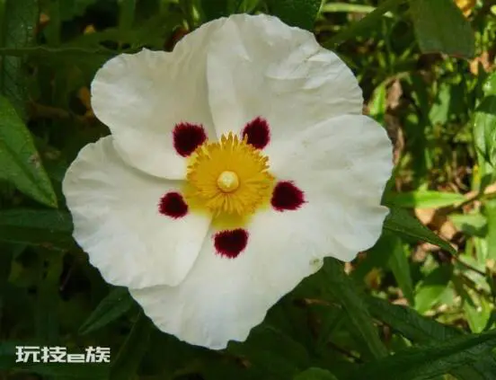 红蔷薇花语大全(9种颜色蔷薇花分别代表什么花语意思)-图片8