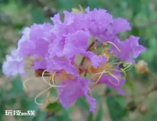红蔷薇花语大全(9种颜色蔷薇花分别代表什么花语意思)-图片9