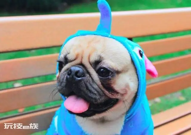 巴哥犬的优缺点有哪些表现分析(巴哥犬到底值不值得养)-图片1
