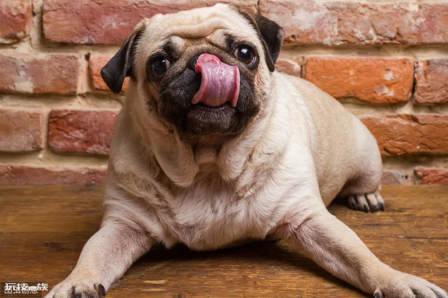 巴哥犬的优缺点有哪些表现分析(巴哥犬到底值不值得养)-图片3