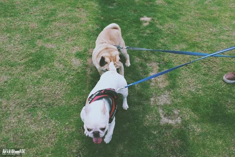 巴哥犬的优缺点有哪些表现分析(巴哥犬到底值不值得养)-图片4