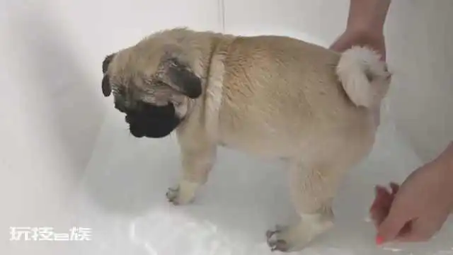 巴哥犬的优缺点有哪些表现分析(巴哥犬到底值不值得养)-图片5