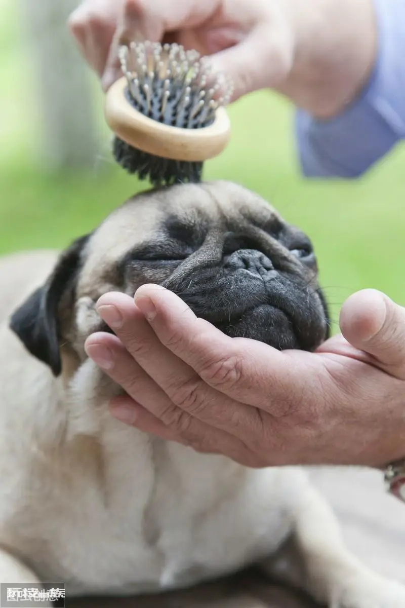 巴哥犬的优缺点有哪些表现分析(巴哥犬到底值不值得养)-图片6