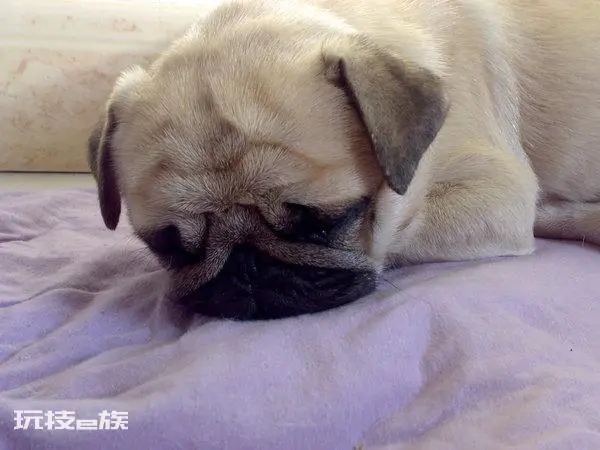 巴哥犬的优缺点有哪些表现分析(巴哥犬到底值不值得养)-图片8