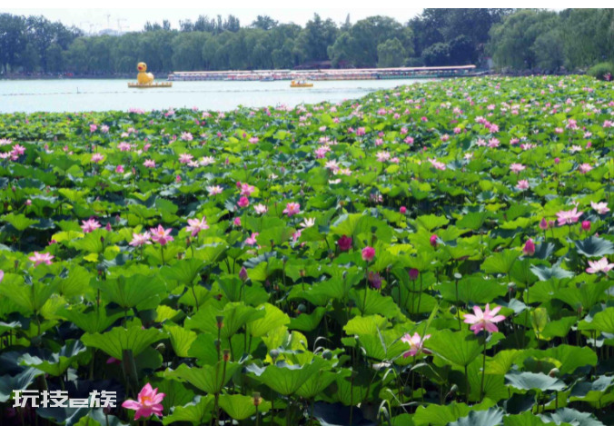 玉渊潭公园在哪里（北京适合赏花的地方玉渊潭介绍）-图片4