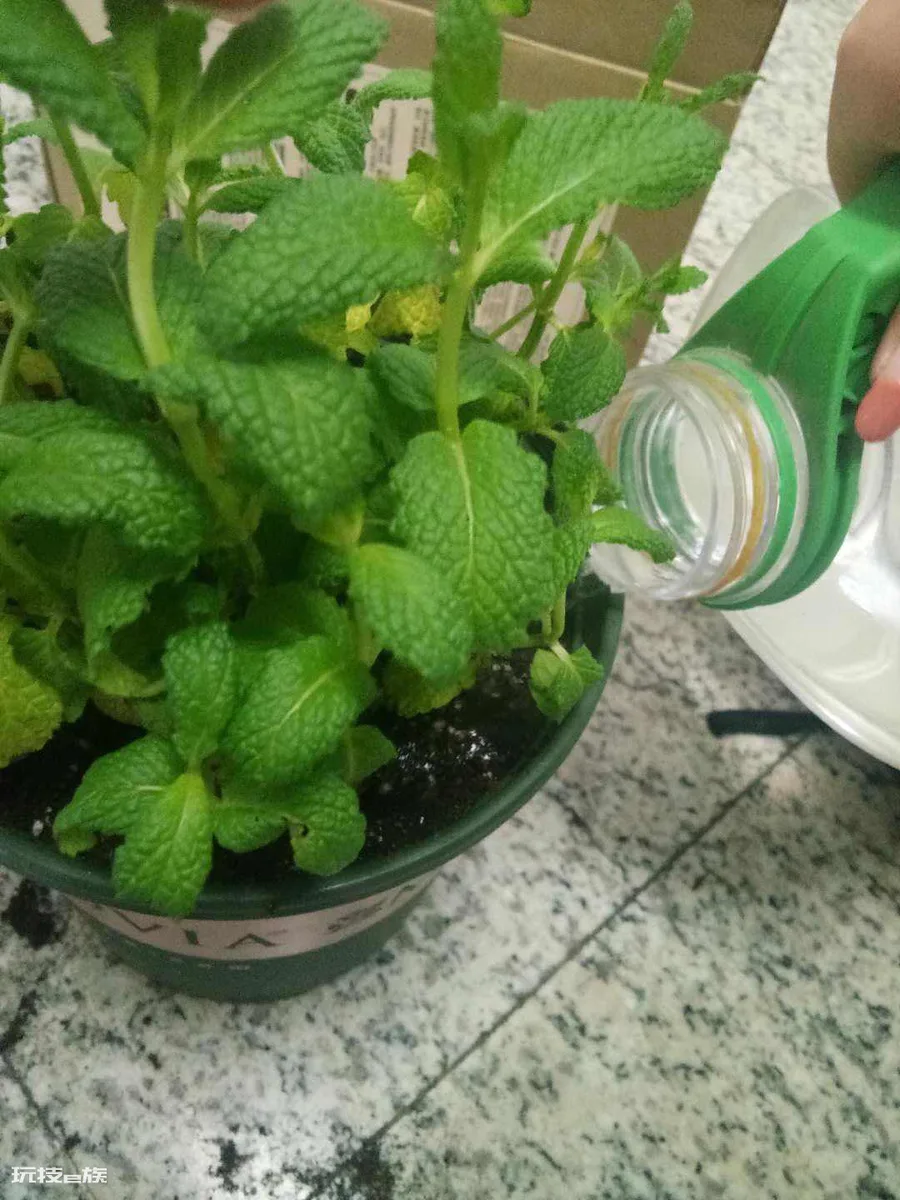 驱蚊虫的植物有哪些品种(这4种植物室内常备可驱蚊虫)-图片1