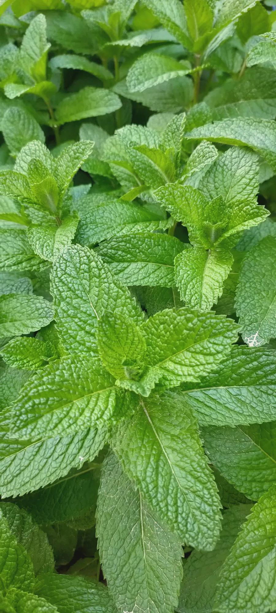 驱蚊虫的植物有哪些品种(这4种植物室内常备可驱蚊虫)-图片2