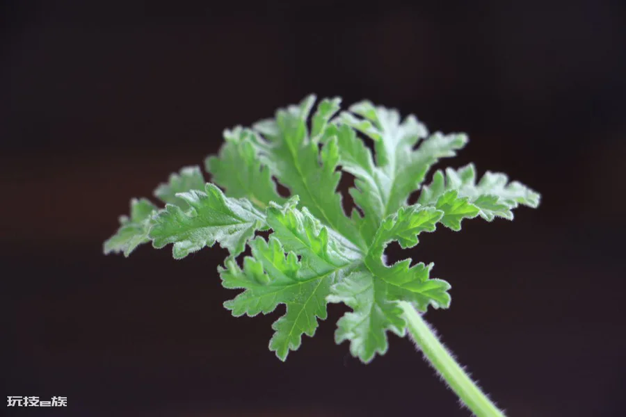 驱蚊虫的植物有哪些品种(这4种植物室内常备可驱蚊虫)-图片4