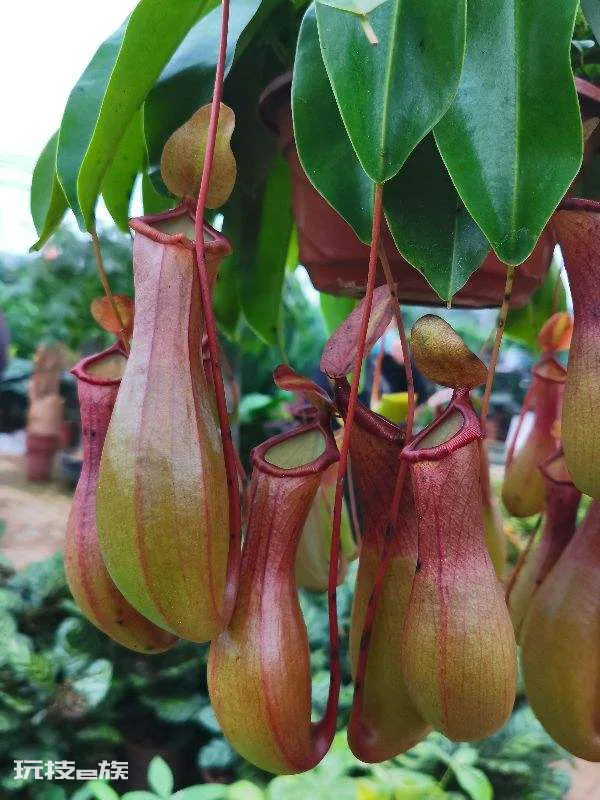 驱蚊虫的植物有哪些品种(这4种植物室内常备可驱蚊虫)-图片5