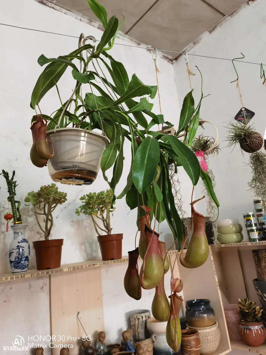驱蚊虫的植物有哪些品种(这4种植物室内常备可驱蚊虫)-图片6