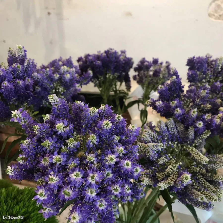 驱蚊虫的植物有哪些品种(这4种植物室内常备可驱蚊虫)-图片7