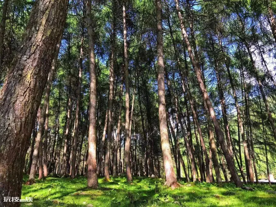 神木垒海拔最高多少米(四川宝兴北部神木垒海拔3000米)-图片6