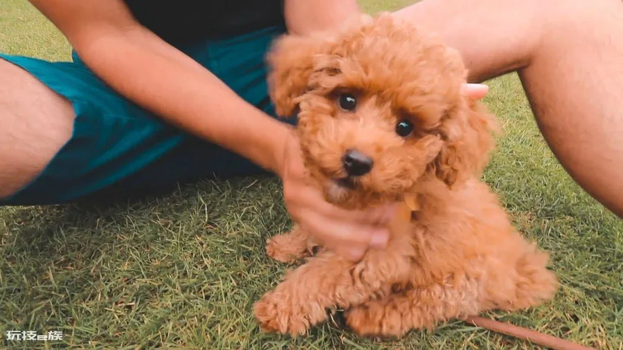 贵宾犬的优点和缺点(宠物狗贵宾犬还很容易养的)-图片1