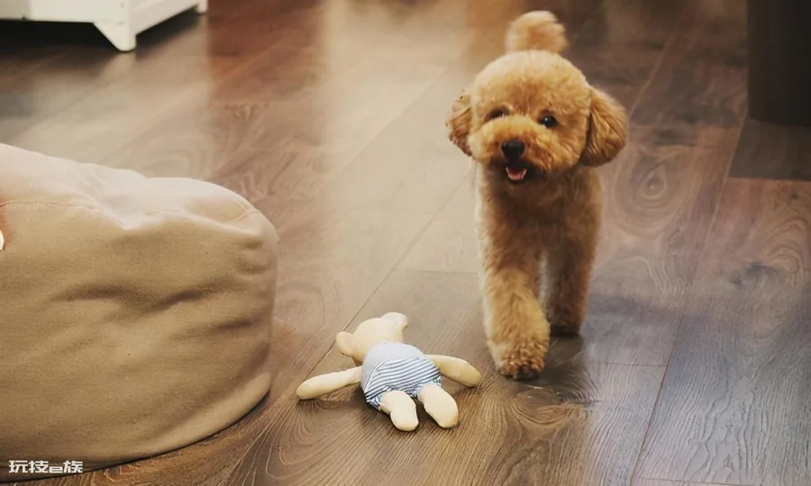 贵宾犬的优点和缺点(宠物狗贵宾犬还很容易养的)-图片2
