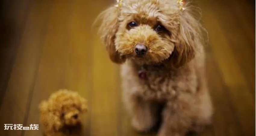 贵宾犬的优点和缺点(宠物狗贵宾犬还很容易养的)-图片3